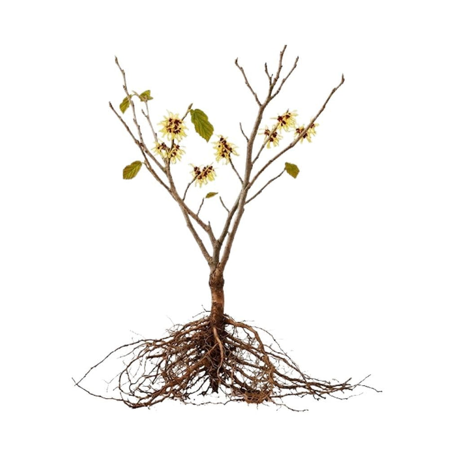 Live Witchhazel Tree Plant 12-16 Inch Tall for Yard and Outdoor Planting, Yellow Witch Hazel Plant, Bareroot Plant