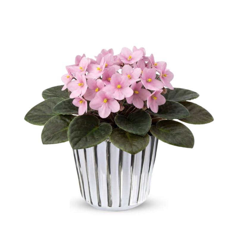 Light Pink African Violets Live Plant in 4" Pot, Starter African Violet for HouseplantIndoor Outdoor Home Decor