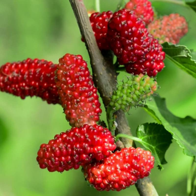 1 Red Mulberry Plant Live 8 to 14 Inc Tall, Quart Pot, Mulberry Tree Live Plant, Sweet Mulberry Fruits Seedlding for Planting Your Graden
