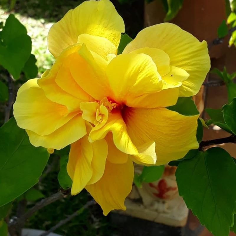 Hibiscus Live Plant, Hardy Hibiscus Flower Plant, Hibiscus Flowering Shrub 5-8 Inch Tall (Double Yellow Blooms)