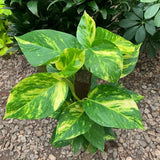 Golden Pothos Live Plant, 4-6" Tall Hanging Houseplant, Pothos Plant for Indoor Outdoors Garden, Live Houseplants Without Pot