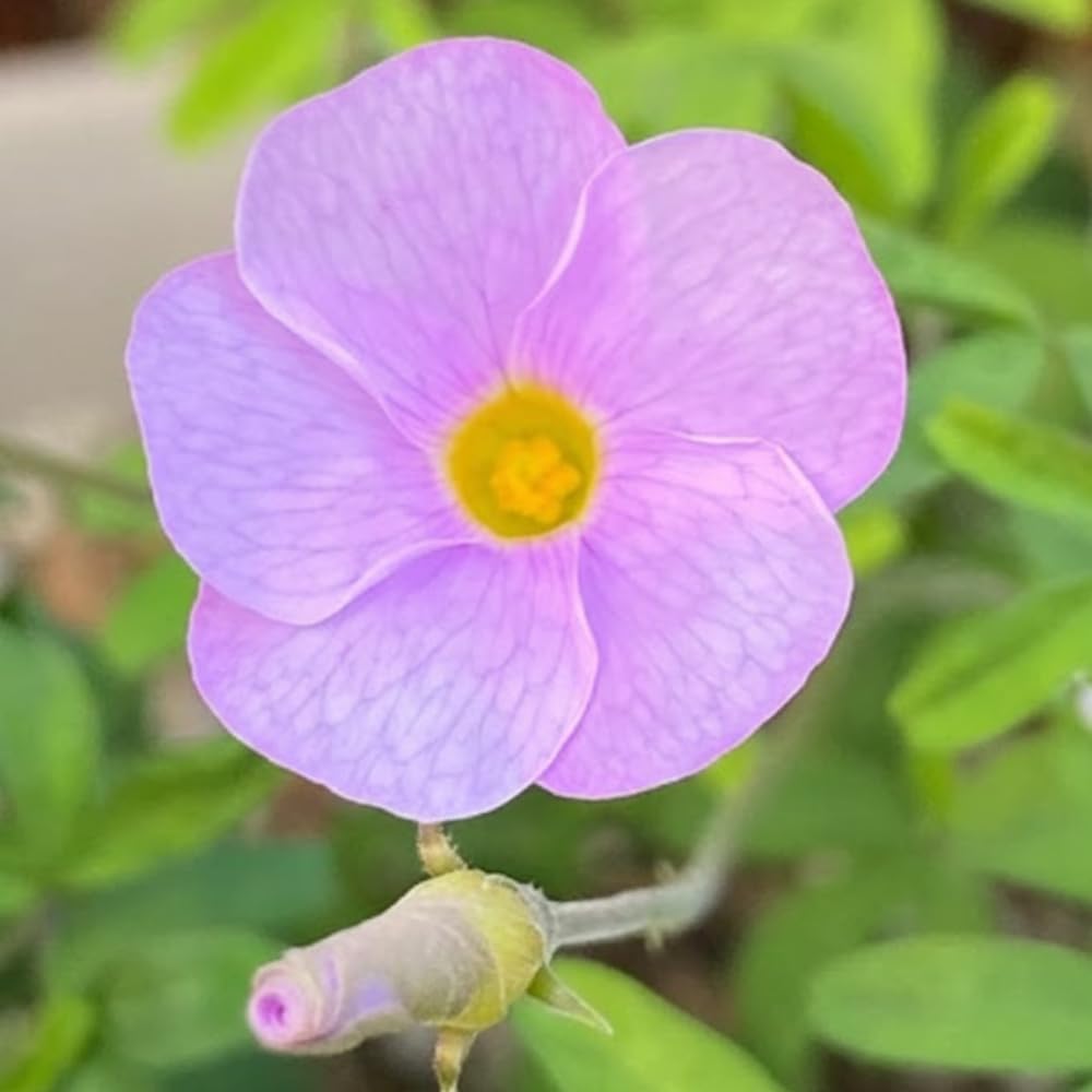 Oxalis Flower Plant in 4'' Pot, 4-8'' Tall, Shamrock Flowers Plants, Perennial Flower Plants for Indoor and Outdoor Garden (Light Purple Oxalis)