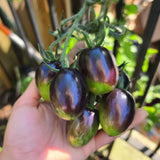 200 Vibrant Grape Tomato Plant Seeds, Tomato Plant Seeds for Gardening Outdoor