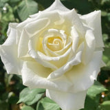 Rose Bush Live Plant - Rose Plant Live Shrub - Bareroot with Soil 5-10 Inch Tall - Fragrant Rose Flowers Heirloom Rose Shrub - No Pot (White Rose)