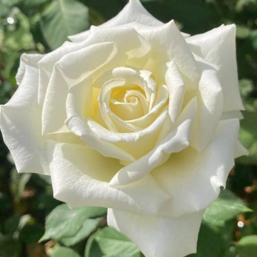 Rose Bush Live Plant - Rose Plant Live Shrub - Bareroot with Soil 5-10 Inch Tall - Fragrant Rose Flowers Heirloom Rose Shrub - No Pot (White Rose)