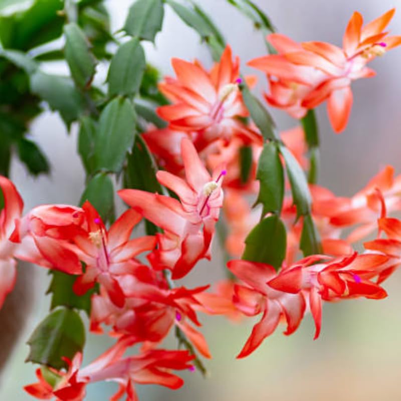 2 Christmas Cactus Plants Live, Holiday Blooming Indoor Plants Live Houseplants, Hanging Baskets Easy Care, Well-Rooted 5-8" Tall, No Pot, Bareroots, Single Stems (Purple Christmas Cactus)