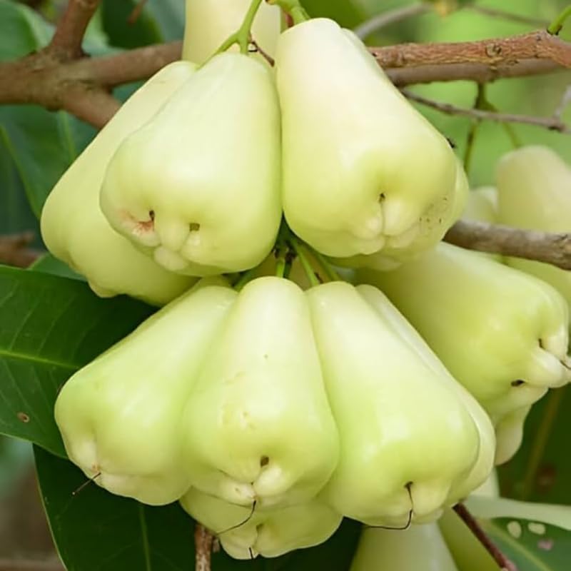 Wax Apple Tree Live, Apple Fruit Tree 2–3 Feet Tall, Tropical Fruit Tree for Outdoor Planting
