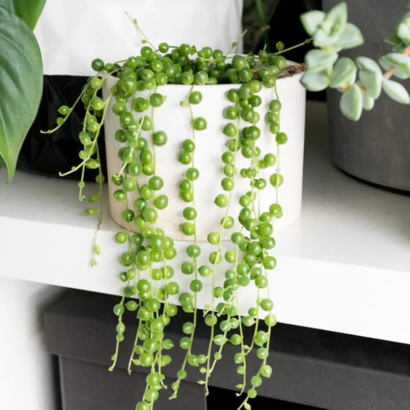 Green String of Pearls Plant Live, Trailing Succulent Vine, Indoor Hanging Houseplant, 4 Inch Pot