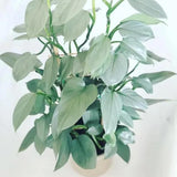 2 Rare Philodendron Live Plants Varieties Collection, Philodendrons Plants Size 5-9 Inc for Indoor Houseplant Décor, Ornamental Tropical Well-Rooted (Silver Sword Philodendron Plants)