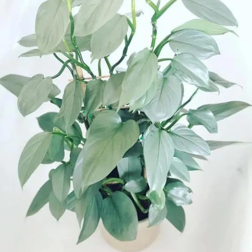 2 Rare Philodendron Live Plants Varieties Collection, Philodendrons Plants Size 5-9 Inc for Indoor Houseplant Décor, Ornamental Tropical Well-Rooted (Silver Sword Philodendron Plants)