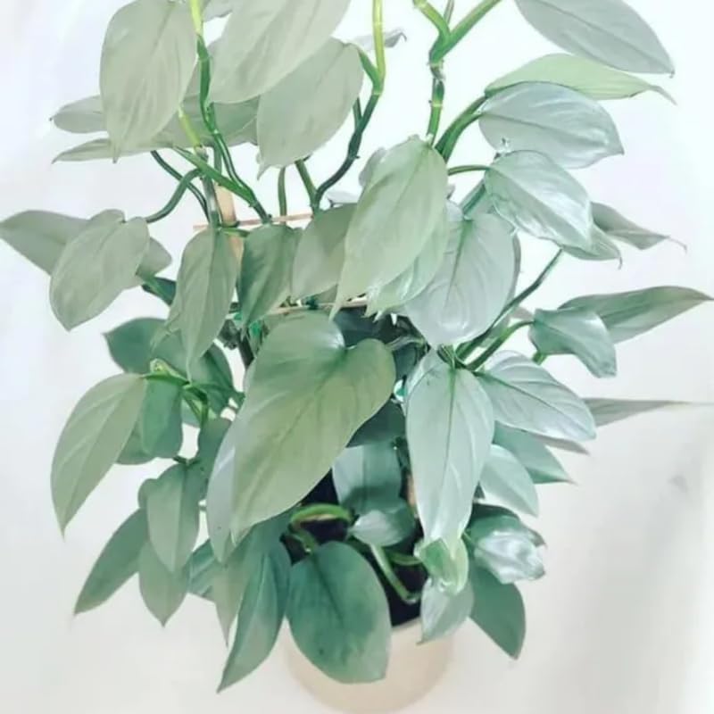 2 Rare Philodendron Live Plants Varieties Collection, Philodendrons Plants Size 5-9 Inc for Indoor Houseplant Décor, Ornamental Tropical Well-Rooted (Silver Sword Philodendron Plants)