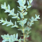 Eucalyptus Plant Live Tree in 2.5" Pot, Cold Hardy, Very Fragrant Foliage, Colorful, Ready to Grow Outdoor (Parvifolia)