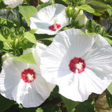 White Hibiscus Plant Live, Hardy Hibiscus Flowers for Outdoor Landscapes, 5-9 Inch Height, Ornamental Hibiscus Bush Shrub, Well-Rooted, No Pot
