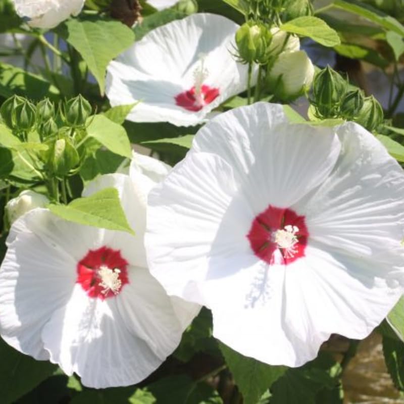 White Hibiscus Plant Live, Hardy Hibiscus Flowers for Outdoor Landscapes, 5-9 Inch Height, Ornamental Hibiscus Bush Shrub, Well-Rooted, No Pot