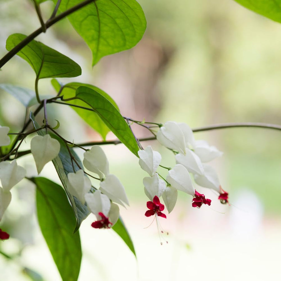 2 Clerodendrum Plants Live 5-9 Inc Tall - Great for Beautifying Indoor and Outdoor Spaces - Trailing Light Bulb Flowering Vine (White Bleeding Heart)