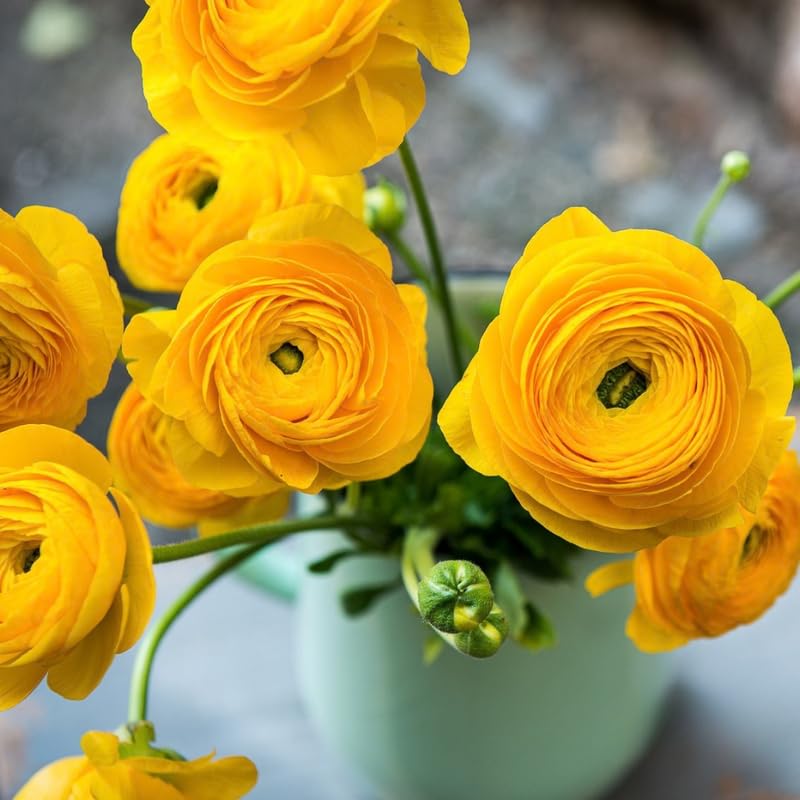25 Yellow Large Ranunculus Bulbs for Planting, Ranunculus Corms, Buttercup Flower Bulbs Spring Fall Growing