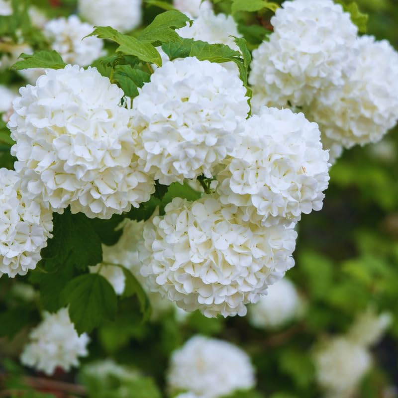 Old Snowball Viburnum Live Plant, Hardy Viburnum Tree Plant, White Flower Gardening, 4 Inches Pot