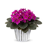 Pink African Violets Live Plant in 4" Pot, Starter African Violet for HouseplantIndoor Outdoor Home Decor