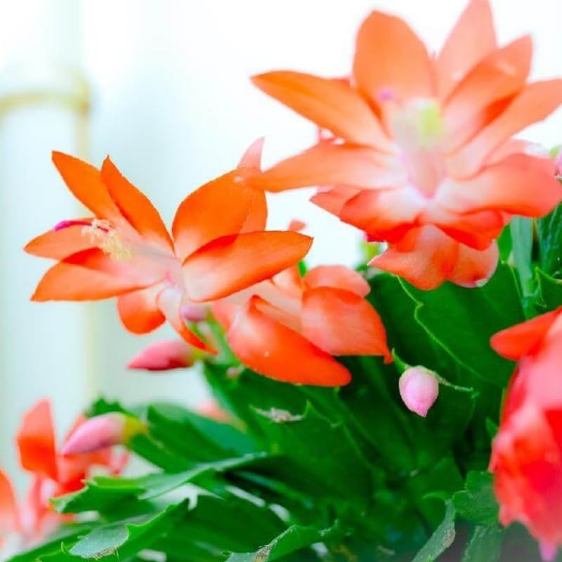 2 Christmas Cactus Plants Live, Holiday Blooming Indoor Plants Live Houseplants, Hanging Baskets Easy Care, Well-Rooted 5-8" Tall, No Pot, Bareroots, Single Stems (Purple Christmas Cactus)