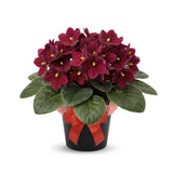 Red African Violets Live Plants House Plants in 4" Pot, Vibrant Blooms for Indoor Décor, Home or Office, Easy to Grow