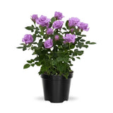 Miniature Rose Plant, Live 3.5” Potted Rose, Compact, Colorful Flowering Rose Bush for Indoor Outdoor Gardens (Purple)