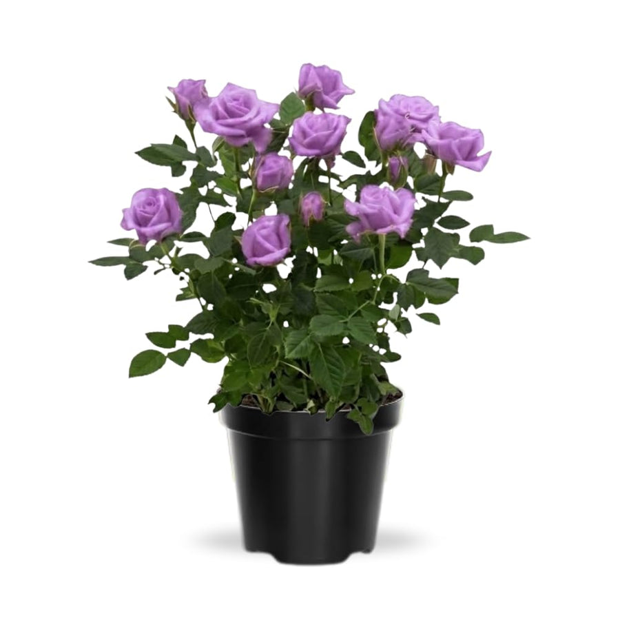 Miniature Rose Plant, Live 3.5” Potted Rose, Compact, Colorful Flowering Rose Bush for Indoor Outdoor Gardens (Purple)