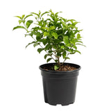 White Arabian Jasmine Plant, 5-7 Inch Height in 3 Inch Pot, Fragrant White Jasmine Flowers for Planting Containers, Outdoor Garden