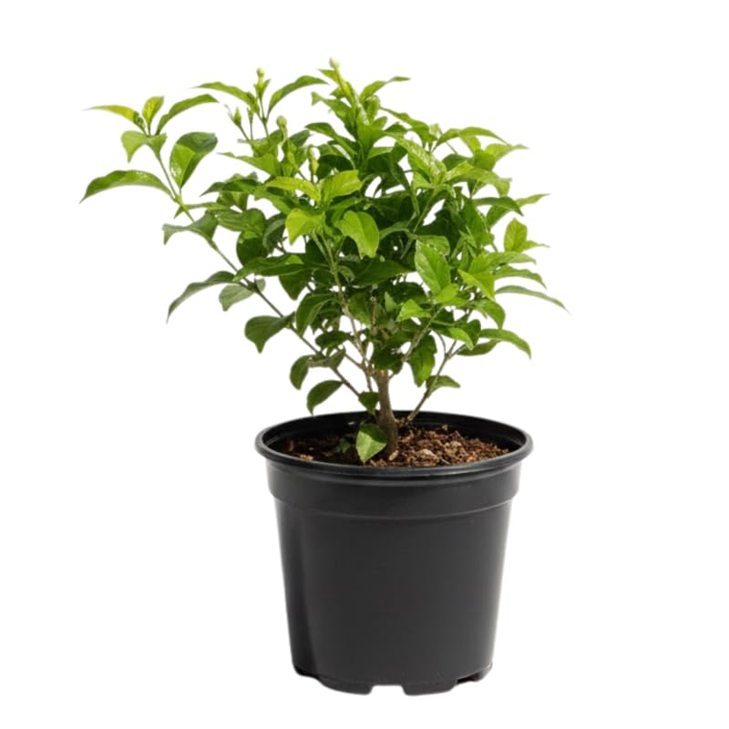 White Arabian Jasmine Plant, 5-7 Inch Height in 3 Inch Pot, Fragrant White Jasmine Flowers for Planting Containers, Outdoor Garden