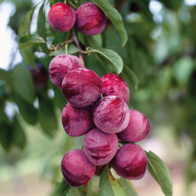 4 Chickasaw Plum Trees Live Plants for Planting, Bare Root, Dormant Cold Hardy, Live Plum Tree, No CA, 10-20 Inches Tall
