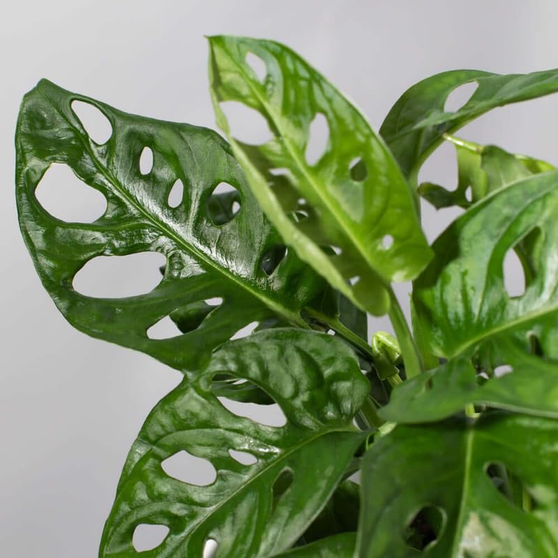 Swiss Cheese Plant Live, Monstera Adansonii Swiss Cheese Indoor Houseplant 4-6 Inches