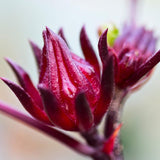 Roselle Hibiscus Plant Live, 8-12 Inc Tall, Sabdariffa Sorrel Jamaica Hibiscus Tree Live Plant in 4" Pot, No CA