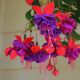 4 Blue Eyes Fuchsia Plants Live, 4 Inches Pot, Fuchsia Plants Live from 4 Inc Tall