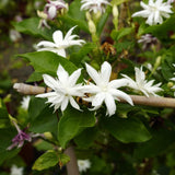 Tropical Double Jasmine Plant Live, Arabian Jasmine Flowering Vine Plant 4-9 Inch, Climbing Jasmines Well Rooted Houseplant Indoor Outdoor