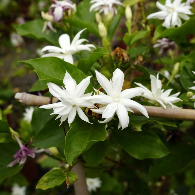 Tropical Double Jasmine Plant Live, Arabian Jasmine Flowering Vine Plant 4-9 Inch, Climbing Jasmines Well Rooted Houseplant Indoor Outdoor