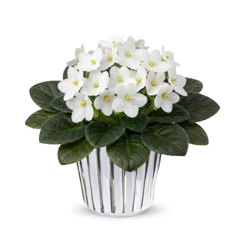 White African Violets Live Plant in 4" Pot, Starter African Violet for HouseplantIndoor Outdoor Home Decor