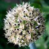 200 Walking Onion Seeds for Planting, Hardy Perennial Vegetable Egyptian Walking Onion Seeds for Indoor Outdoor Garden and Patio Growing