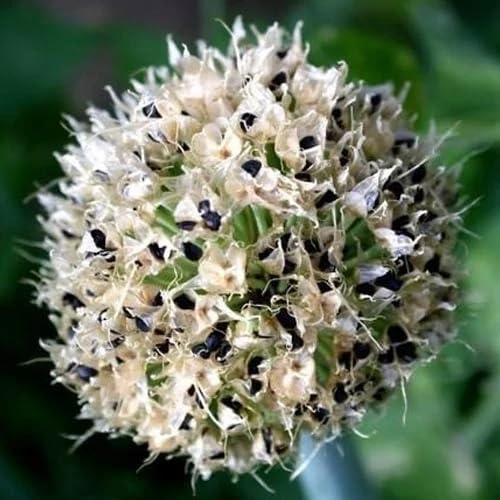 200 Walking Onion Seeds for Planting, Hardy Perennial Vegetable Egyptian Walking Onion Seeds for Indoor Outdoor Garden and Patio Growing