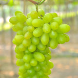 Green Grape Plant Live Bareroot 1 Feet Tall, in Pot, Grape Vine Live Plant, Grape Fruit Tree Live Plant for Planting