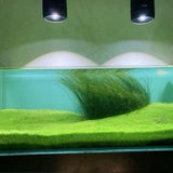 Pack 300 Aquarium Water Grass Seeds - Water Grass Ground Covering Seeds Plants for Landscaping and Aquarium Decoration