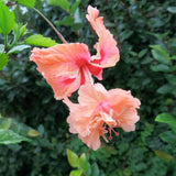 Peach Hibiscus Plant Live, Hardy Hibiscus Flowers Colorful Blooms for Outdoor Landscapes, 8-10 Inch Height, Hibiscus Shrubs, No Pot, Well-Rooted