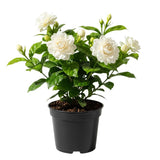 Sambac Jasmine Live Plant in Pot, 6-8 Inch Tall, Fragrant White Jasmine Flower Plant Potted for Planting