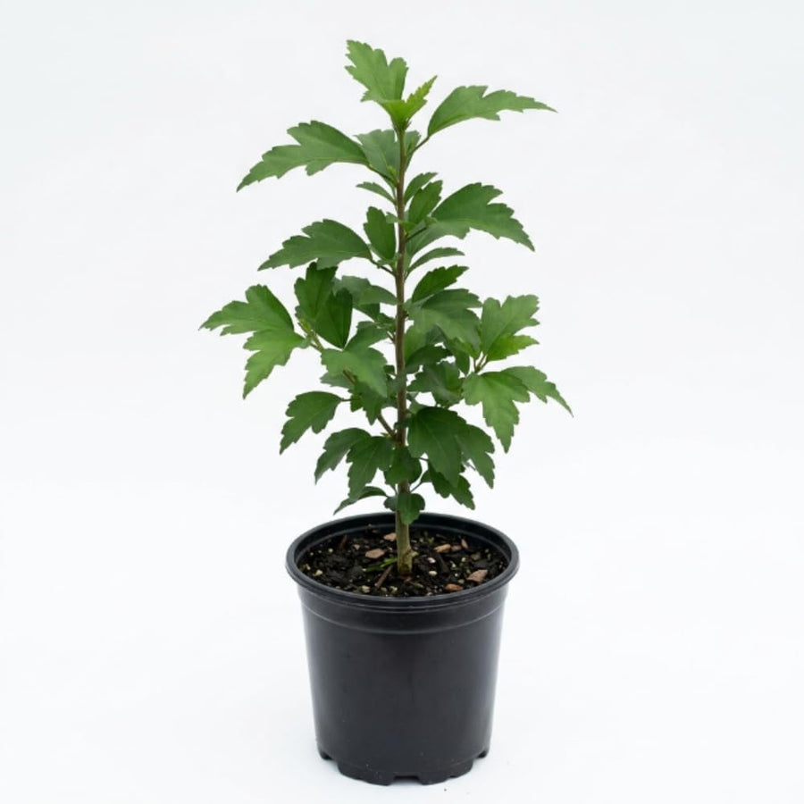 Red Rose of Sharon Plants Live, Rose of Sharon Tree Live Plant, 8-10 Inc Tall, Hardy Althea Flowers for Indoor Outdoor Planting