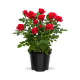 Miniature Rose Plant, Live 3” Potted Rose, Compact, Colorful Flowering Rose Bush for Indoor Outdoor Gardens (Red)
