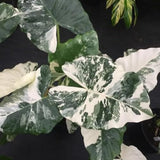 Variegated Green White Colocasia Plants, 3-6" Elephant Ear Esculenta Taro Alocasia Live Plant for Outdoor Planting, Alocasia Plants Bare Root, No Pot, Live Colocasia Houseplant