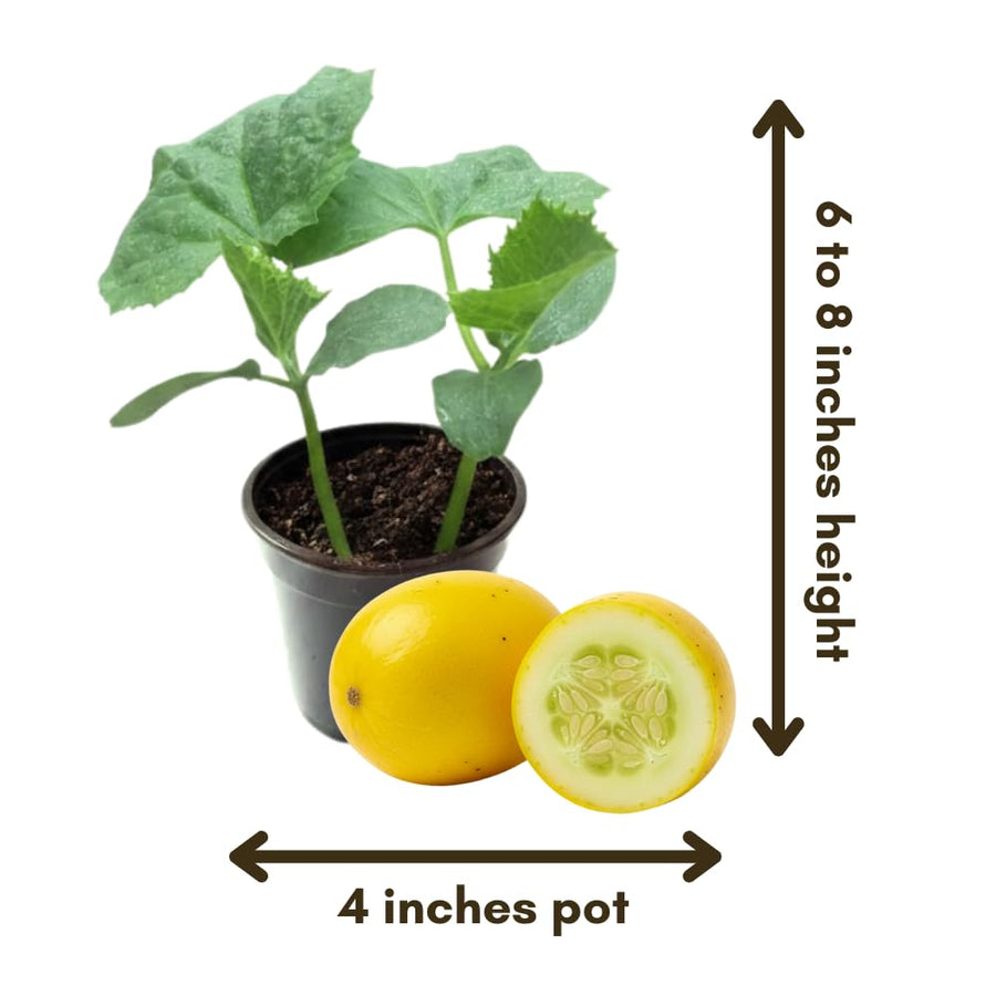 2 Cucumber Plants Live for Planting, Lemon Cucumber Live Plant in 4 Inches Pot, Well Rooted from 6 to 8 Inches Tall for Vegetable Garden, Cucumbers Starter Plant