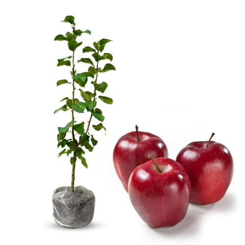 Red Apple Tree Live Plant, Cold Hardy Apple Fruit Plant Bare Root for Backyard Orchard, 2 to 3 Feet Tall