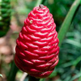 Shampoo Ginger Plant Live for Planting, Hawaiian Ginger Flower Plant, Tropical Ginger Plant Well-Rooted for Indoor Outdoor Growing, 5-9" Tall