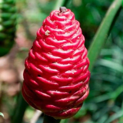 Shampoo Ginger Plant Live for Planting, Hawaiian Ginger Flower Plant, Tropical Ginger Plant Well-Rooted for Indoor Outdoor Growing, 5-9" Tall