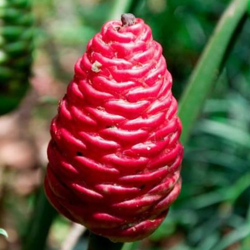 Shampoo Ginger Plant Live for Planting, Hawaiian Ginger Flower Plant, Tropical Ginger Plant Well-Rooted for Indoor Outdoor Growing, 5-9" Tall