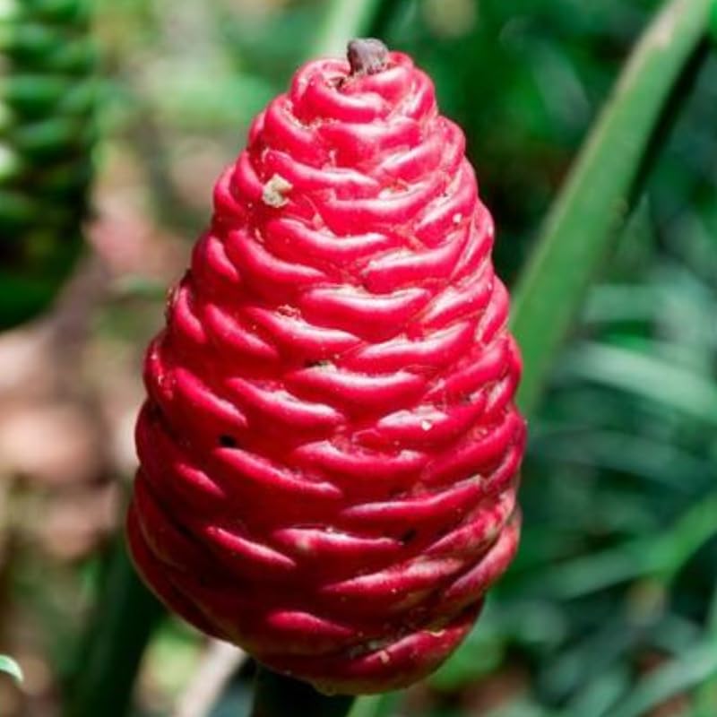 Shampoo Ginger Plant Live for Planting, Hawaiian Ginger Flower Plant, Tropical Ginger Plant Well-Rooted for Indoor Outdoor Growing, 5-9" Tall